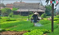 Mengunjungi desa sayur-sayuran organik tradisional Tra Que 