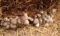 Pola produksi jamur merang yang dilakukan para petani di propinsi Soc Trang memberikan laba tinggi