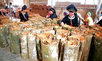 Warga etnis minoritas Dao propinsi Yen Bai mengentas dari kemiskinan karena menanam pohon kayu manis