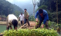 Kaum tani propinsi Yen Bai menanam hutan untuk meningkatkan pendapatan