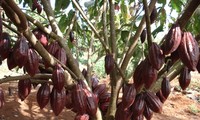 Memmperkenalkan sepintas lintas tentang potensi kakao Vietnam 