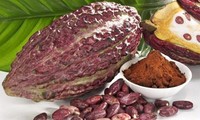 Memperkenalkan sepintas lintas tentang potensi Kakao Vietnam