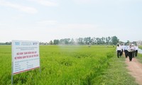 Propinsi Quang Binh membangun pola persawahan besar sehingga berhasil guna dalam produksi pertanian