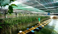 Perkembangan pertanian teknologi tinggi di kota Ho Chi Minh