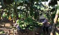 Kaum tani di kecamatan perbatasan Huoi Luong, propinsi Lai Chau menanami pohon pisang