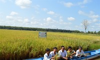 Pola tumpang sari  udang dan  padi: Pola produksi yang efektif dan berkesinambungan