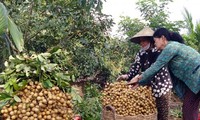 Kaum tani propinsi Dong Thap mencapai kemakmuran dari hasil pertanian yang organik