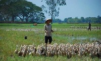 Daerah Dataran Rendah Sungai Mekong melakukan penggeseran produksi pertanian menurut arah mengembangkan peternakan