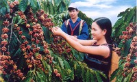 Mengembangkan daerah kopi yang berkesinambungan di propinsi Dak Lak