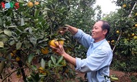 Keindahan taman buah jeruk di kabupten Luc Ngan, propinsi Bac Giang