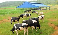 Memperkenalkan sepintas lintas tentang peternakan sapi perah Vietnam