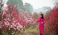 Hobi menikmati pohon bunga Mei pada Hari Raya Tet dari orang Vietnam