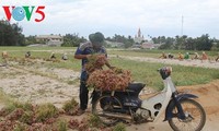 Usaha pemanaman bawang merah dan bawang putih di kabupaten pulau Ly Son, provinsi Quang Ngai