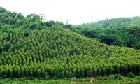 VOV5 memperkenalkan selintas lintas tentang hutan produksi di Vietnam