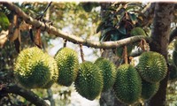 Perkenalan sepintas lintas tentang buah durian di Vietnam