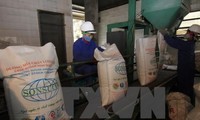 Vietnam mengekspor gula ke 28 pasar di dunia