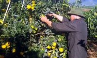 Kaum tani Kabupaten Cao Phong, Propinsi Hoa Binh, memperkaya diri dari pohon jeruk