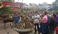 Desa Trieu Khuc akan menjadi pusat pohon hias dari Ibukota Hanoi