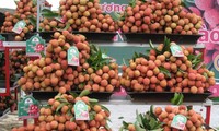Memperkenalkan buah leci yang segar di Vietnam