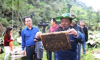 Pola penanaman sayuran aman dan pembubidayaan lebah madu membantu petani mengentas dari kemiskinan di Propinsi Ha Giang