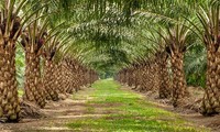 Memperkenalkan sepintas lintas tentang pohon sawit di Vietnam