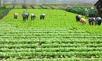 Kaum petani  di Propinsi Lai Chau mencapai kesejahteraan karena memproduksi pertanian spesialis