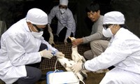 Vietnam develops vaccines against A/H5N1 and A/H1N1 viruses