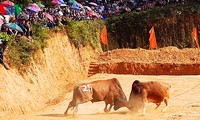 Ox fighting at Khau Vai love market festival 