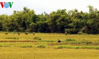 Rice harvest time