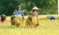 Forum discusses sustainable agriculture in Mekong Delta