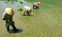 Wet rice cultivation of the Viet people 