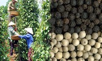 Building Vietnam pepper trademarks