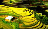 Terraced field farming culture in northern Vietnam 