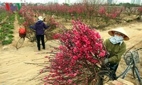 Supply of ornamental trees and flowers for Tet celebrations