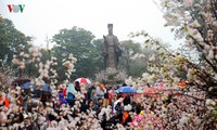 Hanoi hosts Japan culture exchange, cherry blossom exhibition 