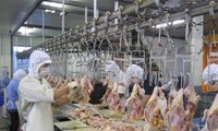 First shipment of Vietnamese chicken destined for Japan