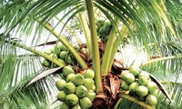 Agriculture Department to Promote Gelatinous Coconut Cultivation