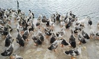 九龙江平原发展海鸭养殖适应气候变化