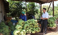 莱州省霍隆边境乡农民靠种植香蕉脱贫