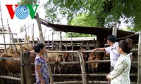 宁顺省“农民兴趣小组”互助发展经济