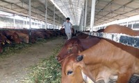 越南与澳大利亚加强肉牛和奶牛饲养合作  