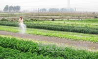Сельское хозяйство Вьетнама получит выгоды от соглашения о ТТП
