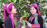 Фестиваль золотистой камелии в уезде Баче: популяризация редкого лекарственного растения