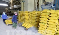 Вьетнам стремится к устойчивому экспорту риса