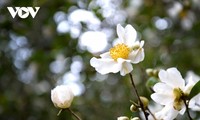 Уезд Биньлиеу в сезон цветения белой камелии масличной
