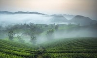 Красота чайного холма Лонгкок