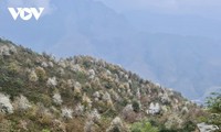 Цветы Шонча расцветают в провинции Шонла 