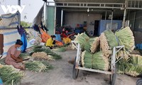 Выращивание цитронеллы помогает крестьянам, живущим на острове, выйти из бедности