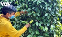 Органическое производство чёрного перца приносит крестьянам провинции Зялай высокую прибыль