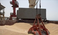 Экспорт украинского зерна продолжает расти